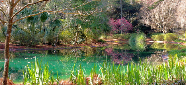 [Two photos stitched together showing part of the pond. The pond has pink-blooming trees and other vegetation along the side reflecting in the water making it quite a colorful and peaceful scene.]